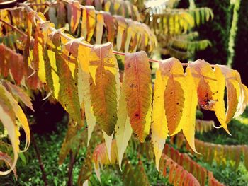 Close-up of yellow leaves on field during autumn