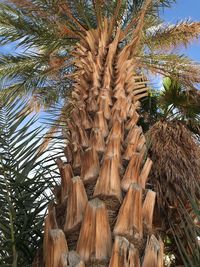 Low angle view of palm tree against sky