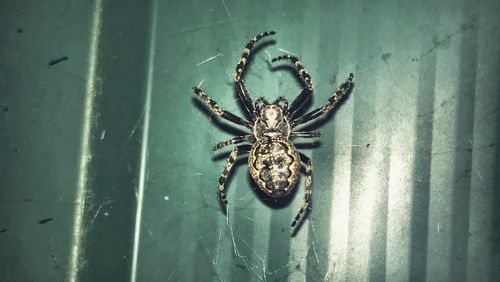 Close-up of spider on web