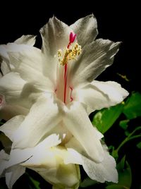 Close-up of white rose flower against black background