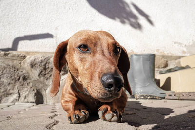 Close-up of dachshund on sidewalk against wall