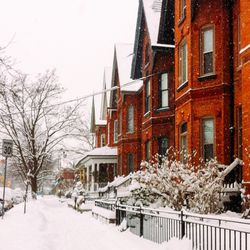 Snow covered trees in winter