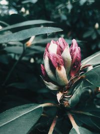 Close-up of pink flowering plant