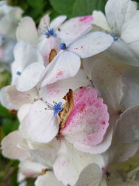 Close-up of white flowers