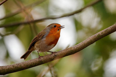 Close-up of bird perching on branch