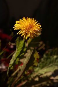 Close-up of yellow flower blooming outdoors
