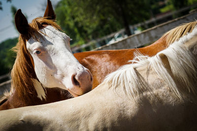 View of horse in ranch
