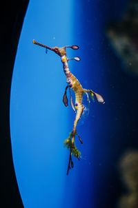 Close-up of jellyfish swimming in sea