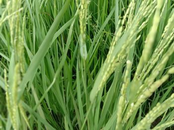 Green colored paddy tree view on farm