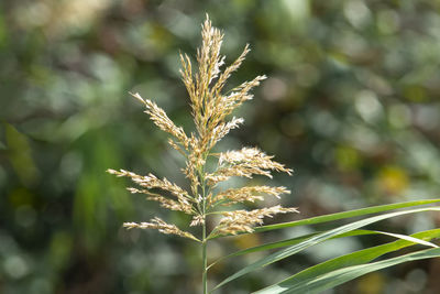 Spikelet plant on green background. view from the front under the bright daylight sun.