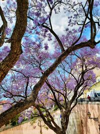 Low angle view of cherry blossoms against sky