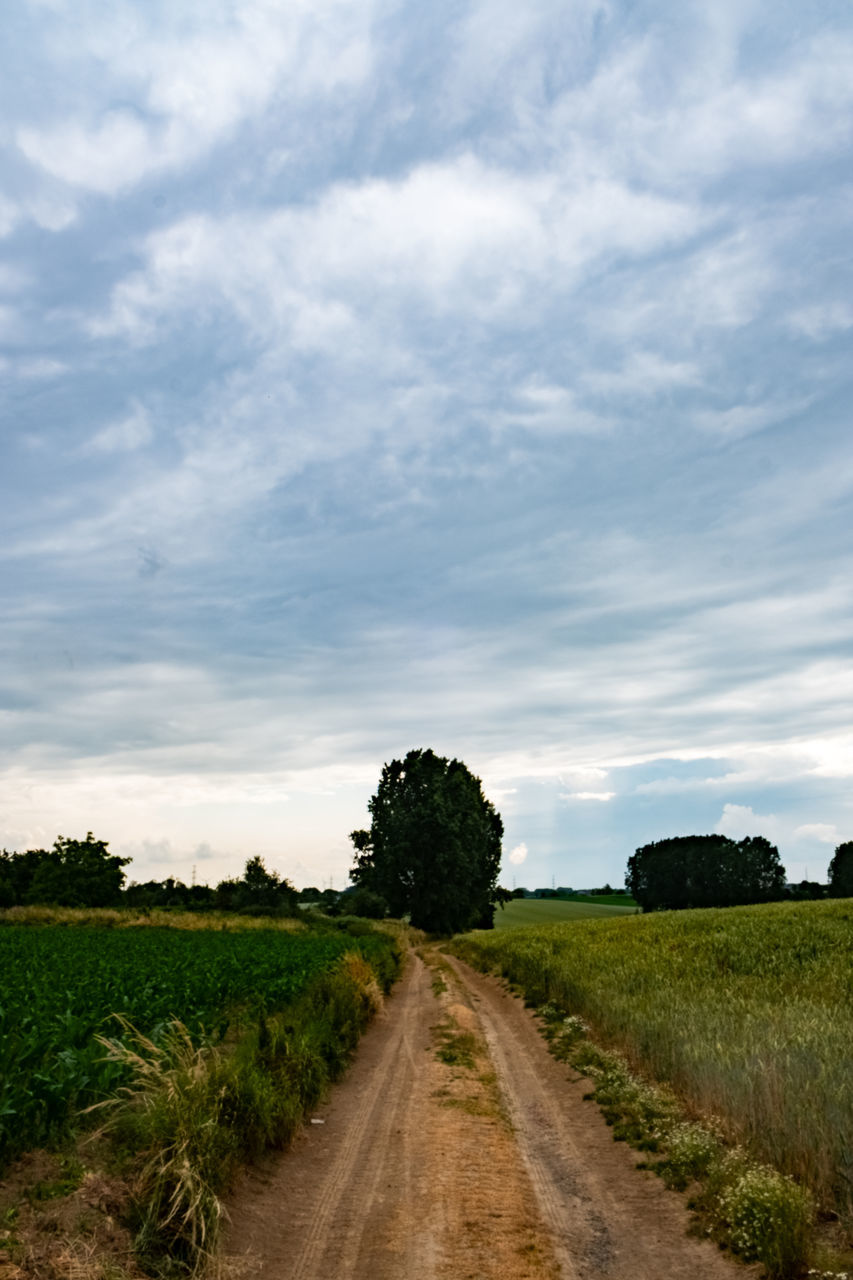 sky, cloud, plant, landscape, environment, field, nature, horizon, rural area, road, rural scene, grass, land, tree, hill, agriculture, the way forward, scenics - nature, dirt road, dirt, no people, beauty in nature, transportation, diminishing perspective, tranquility, soil, growth, crop, outdoors, prairie, food, vanishing point, food and drink, footpath, cereal plant, non-urban scene, cloudscape, farm, tranquil scene, plain, green, day, corn, morning, travel