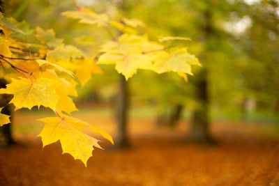 Close-up of yellow maple leaves against blurred background