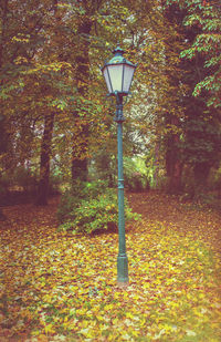 Trees in forest during autumn