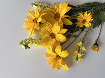 Close-up of yellow flowering plant against white background