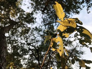 Low angle view of yellow leaves on tree against sky