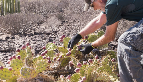 Man picking prickly pears while working on field