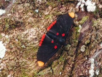 High angle view of butterfly on rock