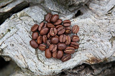 Close-up of coffee beans on tree trunk