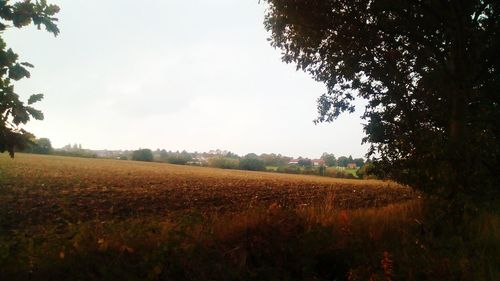 Scenic view of field against clear sky