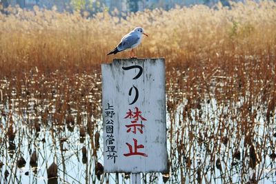 Bird perching on sign board