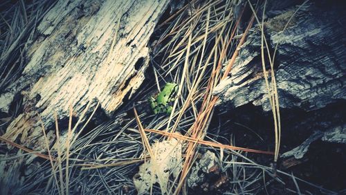 Close-up of dead plant