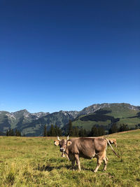Cow grazing on field in the mountains against clear blue sky