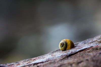 Close-up of snail on wood