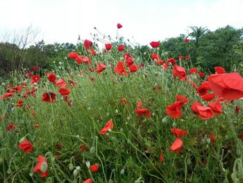 Red poppies blooming in field