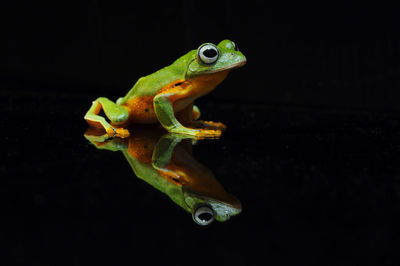 Close-up of frog over black background