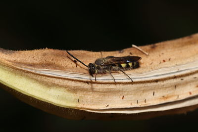 Close-up of grasshopper on wood