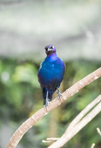 Close-up of bird perching on branch