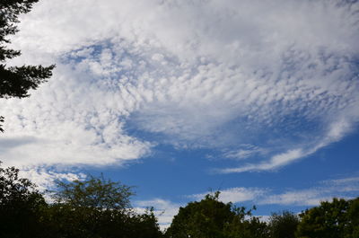 Low angle view of trees against sky