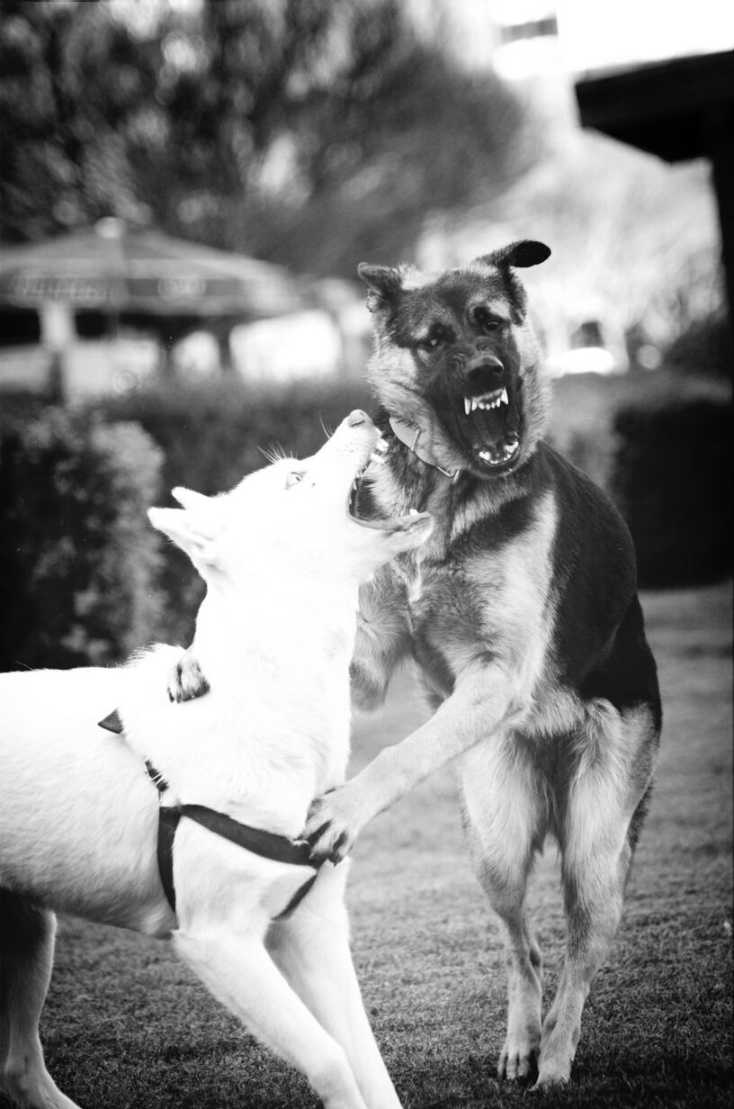 animal themes, domestic animals, one animal, dog, pets, mammal, focus on foreground, pet collar, sunlight, close-up, two animals, looking away, day, white color, zoology, outdoors, canine, animal head, nature, no people