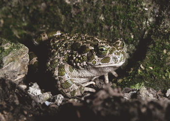 Close-up of frog on land