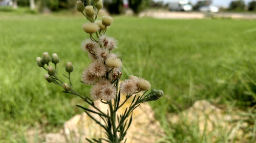 Close-up of flowering plant on field