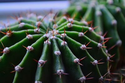 Close-up of plant against blurred background