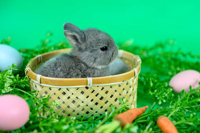 Close-up of lizard in basket