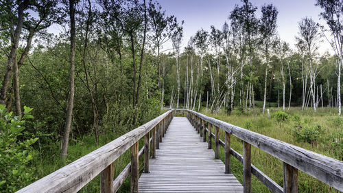 Footbridge amidst trees in forest against sky