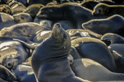 High angle view of sea lion on beach