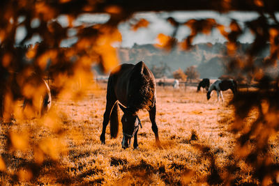 Horses grazing in a field