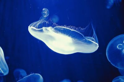 Close-up of jellyfish swimming in sea