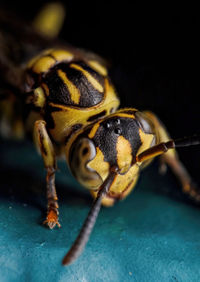 Close-up of insect on table