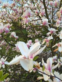 Pink flowers blooming on tree