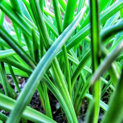 Full frame shot of green leaves