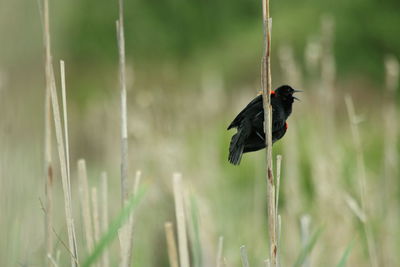 Close up of black bird perching on plant 
