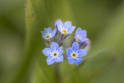 Close-up of purple flowering plant