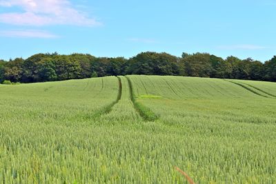 Scenic view of agricultural field against sky