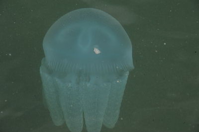 Close-up of glass floating on water
