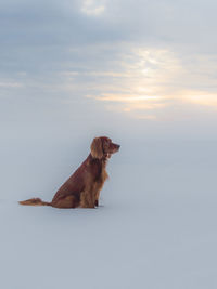 Dog sitting on shore against sky during sunset